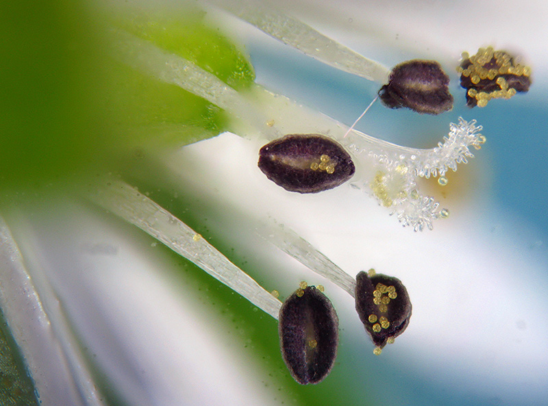 Stellaria media / Centocchio comune